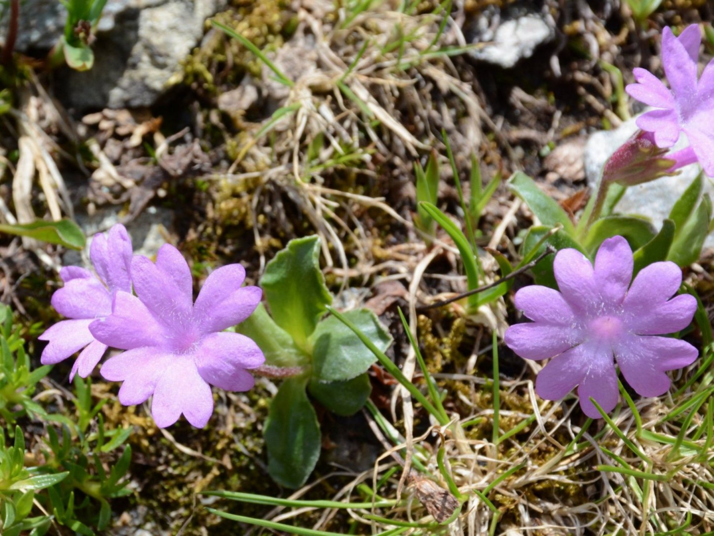 Primula integrifolia